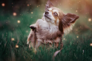 Fantasy Hundeshooting