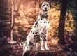 Hundefotoshooting Wittmund