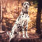 Hundefotoshooting Wittmund