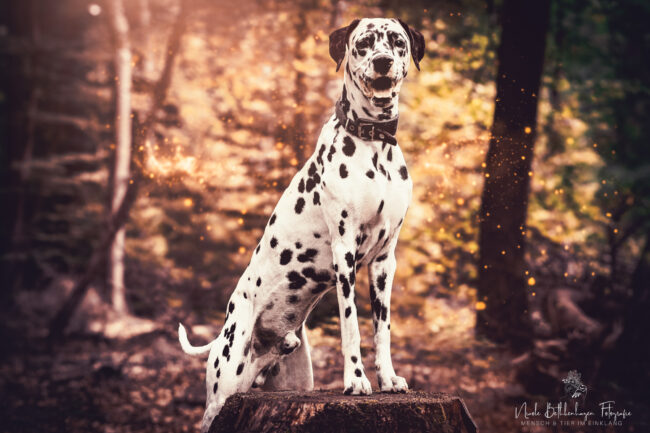 Hundefotoshooting Wittmund